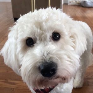 Meet your Posher, Grace